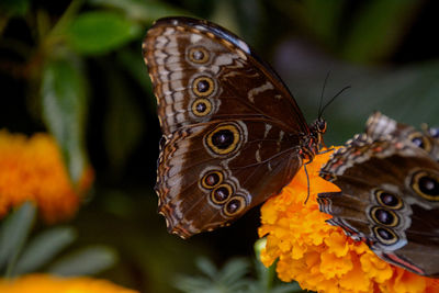 High angle view of butterfly on orange