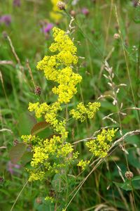 Close-up of yellow flowers