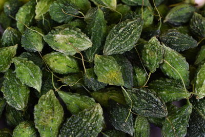 Full frame shot of fresh green leaves