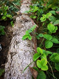 High angle view of leaves growing on tree trunk