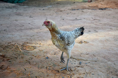 View of a bird on field