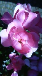 Close-up of pink rose