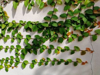 Close-up of ivy growing on plant