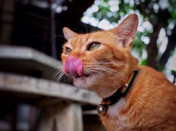Close-up of cat