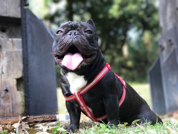 Close-up of dog sitting outdoors