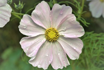 Close-up of wet purple flower