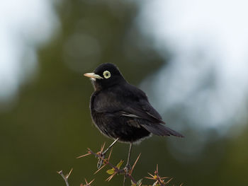 Close-up of bird perching on a plant