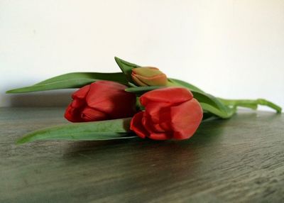 Close-up of red flowers over white background