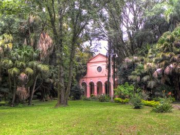 View of trees and building