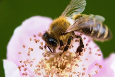 Macro shot of bee pollinating on pink flower