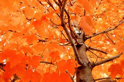 Autumn leaves on tree