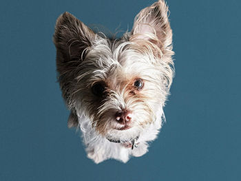 Closeup head shot cute shorkie dog on blue background thinking.