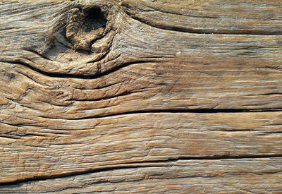 Full frame shot of tree trunk