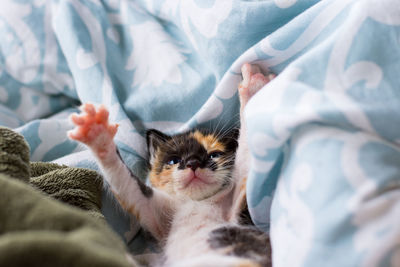 Cat relaxing on bed