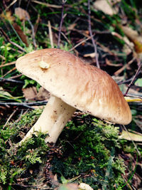 Close-up of mushrooms on tree trunk