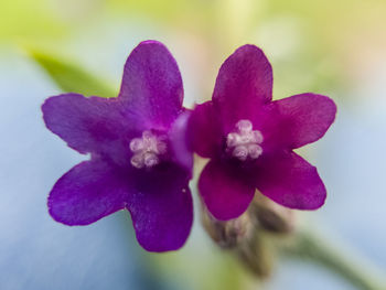 Close-up of pink orchids blooming outdoors