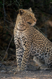 Close-up of leopard