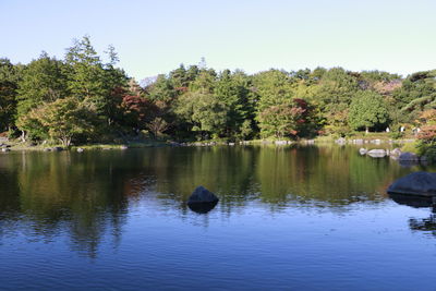 Ducks swimming in lake against trees