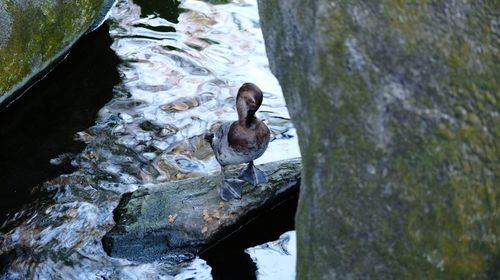 Duck swimming in lake