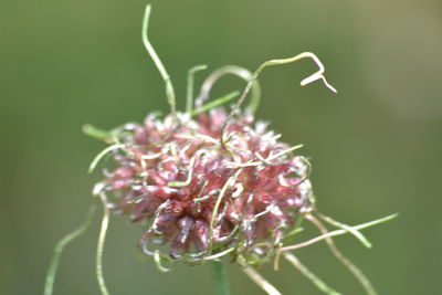 Close-up of purple flowering plant