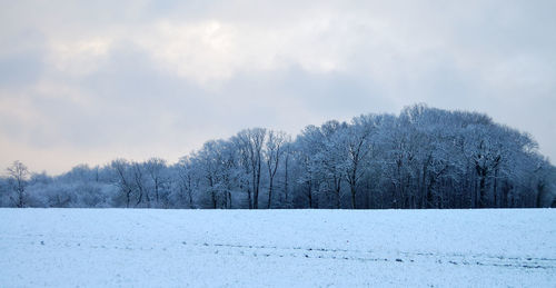 Trees against sky during winter