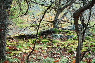 Trees in forest during autumn