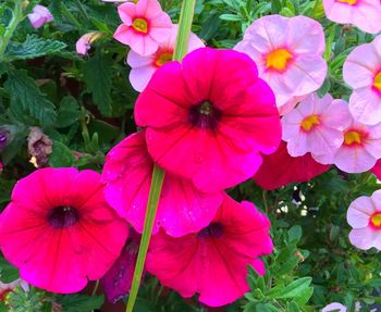 Close-up of pink flowers