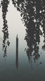 Reflection of trees in water