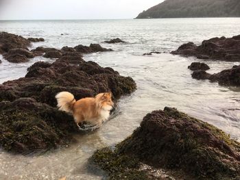 Dog sitting on rock by sea against sky