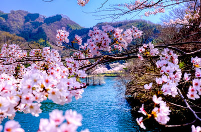 Cherry blossoms in spring against sky