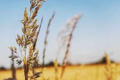 Close-up of stalks in field against sky