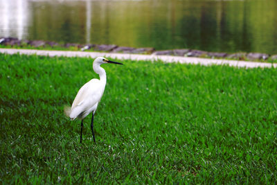 View of a bird on field