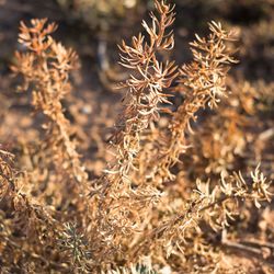 Close-up of dry plants on field