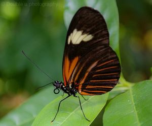 Close-up of butterfly on leaf