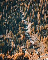 High angle view of road amidst trees in forest