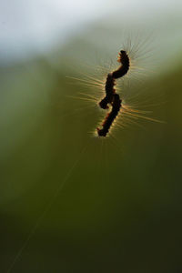 Close-up of insect on sunny day