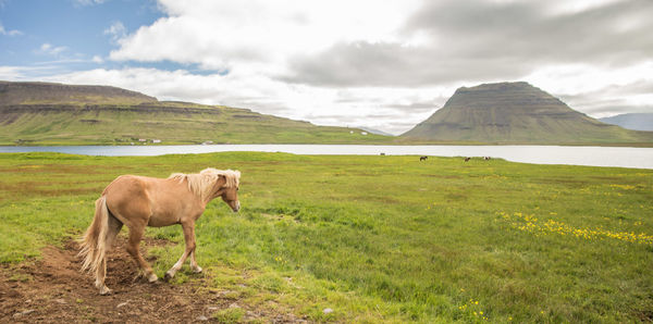 Horses in a field