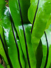 Full frame shot of leaves in water