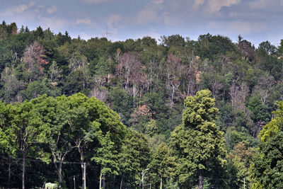 Scenic view of forest against sky