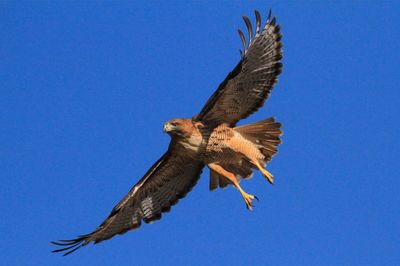 Low angle view of eagle flying in clear blue sky