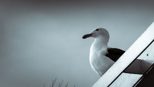 Close-up of seagull perching against sky