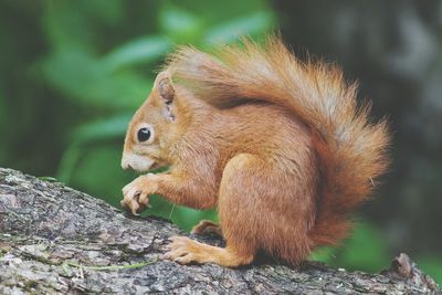 Close-up of squirrel