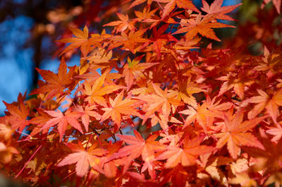 Close-up of maple leaves during autumn