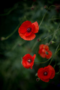 Close-up of red flowers blooming outdoors