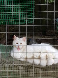 Portrait of a cat in cage