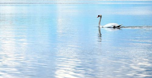 Swan swimming in lake against sky
