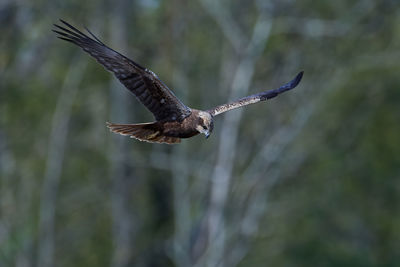 Close-up of seagull flying