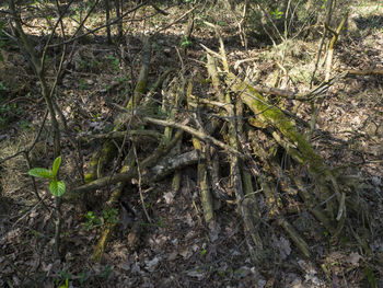 High angle view of dead tree in forest