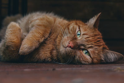 Close-up of cat lying on floor