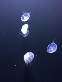 Jellyfish in water